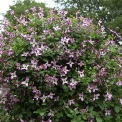 Clematis 'Minuet' -Plant Verdant Sales pl2000013343 card4 lg