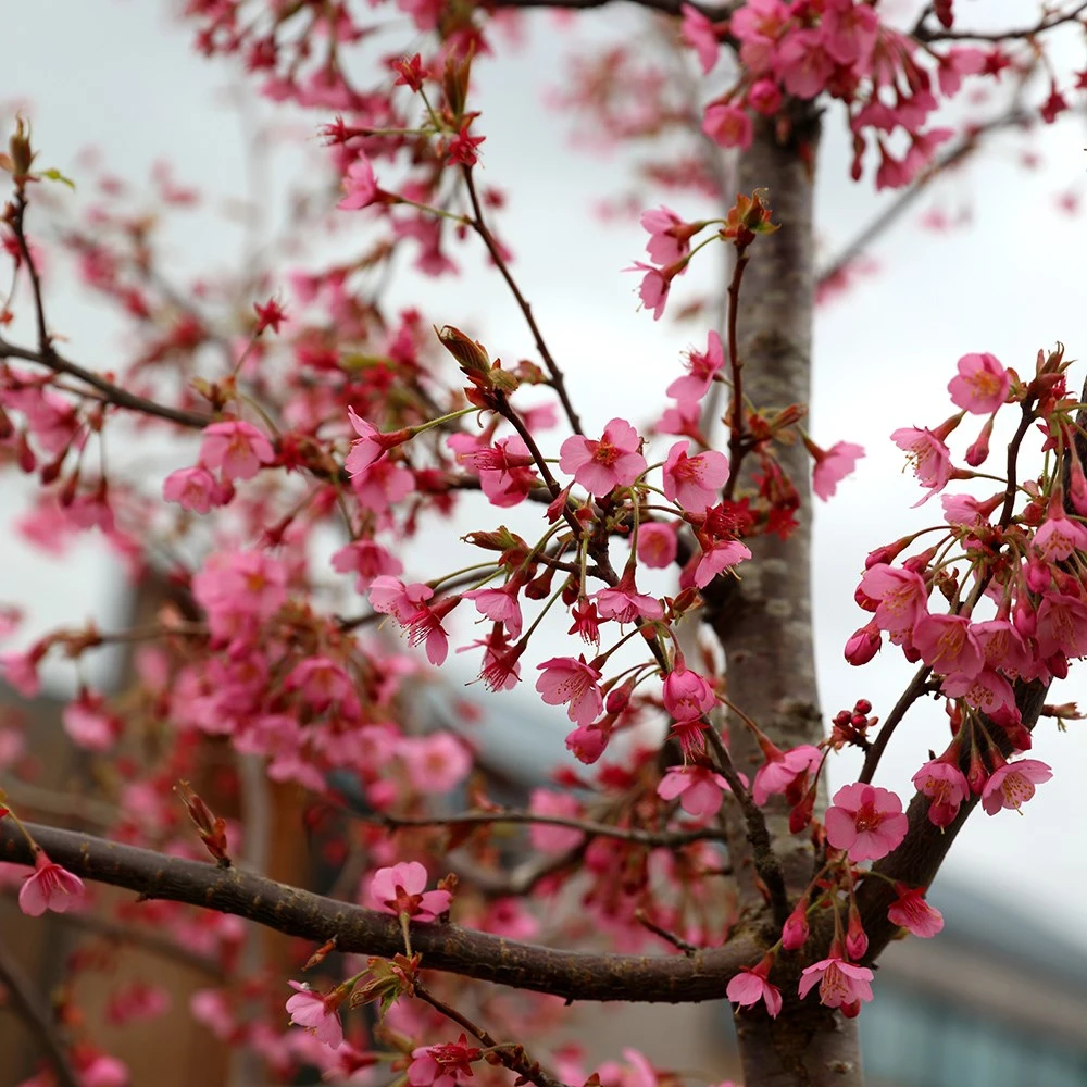Prunus 'Kursar' 2 Prunus 'Kursar' - Image 2