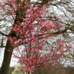 Prunus 'Kursar' 6 Prunus 'Kursar' -Plant Verdant Sales pl2000014026 card3 lg