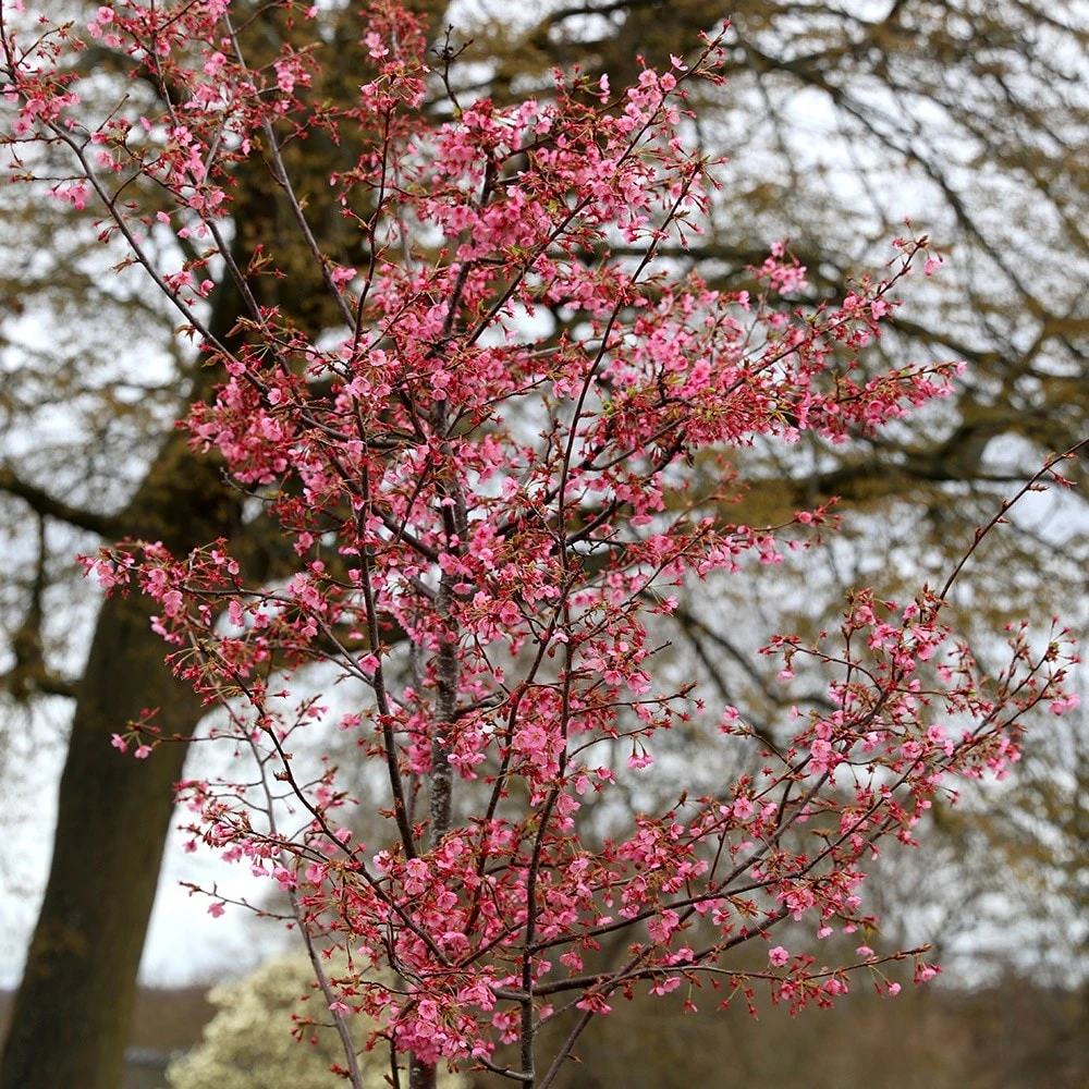 Prunus 'Kursar' 3 Prunus 'Kursar' - Image 3