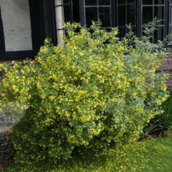 Jasminum Humile 'Revolutum' -Plant Verdant Sales pl2000014512 card3 lg