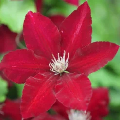 Clematis Rebecca ('Evipo016') (PBR) (Boulevard Series) -Plant Verdant Sales pl2000015732 card3 lg