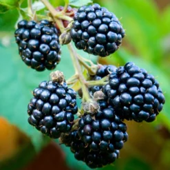 Blackberry 'Loch Ness'