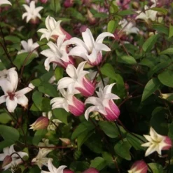 Clematis Princess Kate ('Zoprika') (PBR) -Plant Verdant Sales pl2000017699 card3 lg