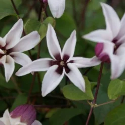 Clematis Princess Kate ('Zoprika') (PBR) -Plant Verdant Sales pl2000017699 card4 lg