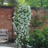 Clematis 'Broughton Bride'