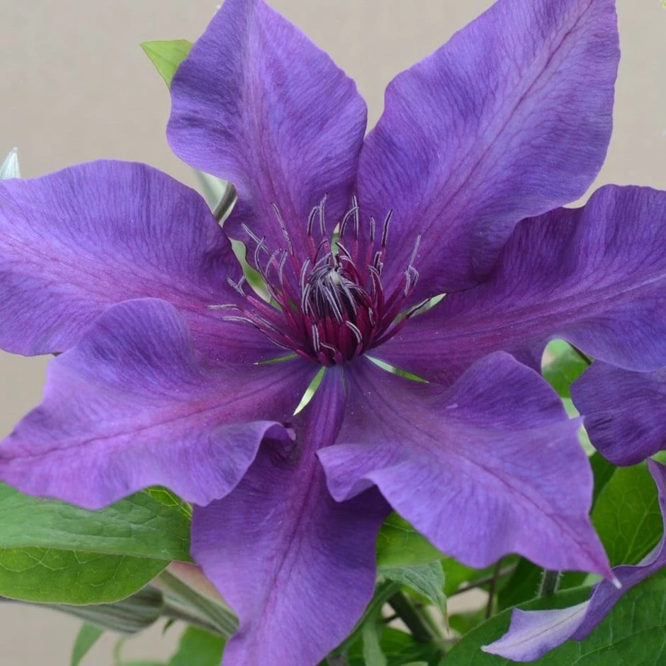 Clematis Fleuri ('Evipo042') (PBR) (Boulevard Series) 1 Clematis Fleuri ('Evipo042') (PBR) (Boulevard Series)