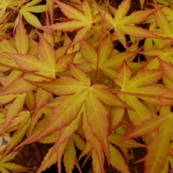 Acer Palmatum 'Katsura' -Plant Verdant Sales pl2000019574 card3 lg