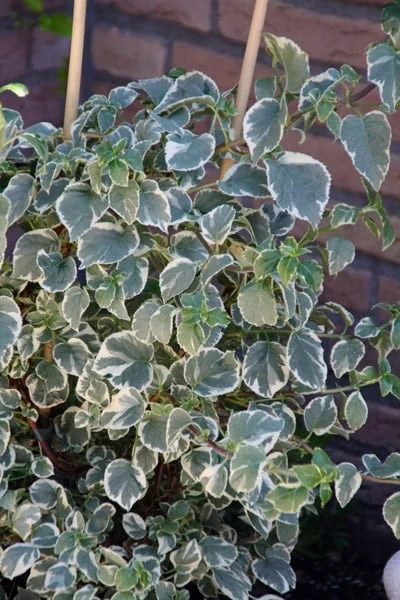 Hydrangea Anomala Subsp. Petiolaris 'Silver Lining' (PBR) 3 Hydrangea Anomala Subsp. Petiolaris 'Silver Lining' (PBR) - Image 3