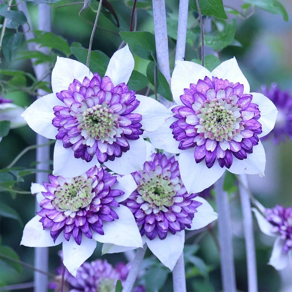 Clematis Viennetta ('Evipo006') (PBR) 1 Clematis Viennetta ('Evipo006') (PBR)