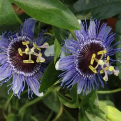 Passiflora 'Purple Haze' -Plant Verdant Sales pl2000020952 card3 lg