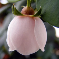 Ugni Molinae KaPow ('Yanpow') -Plant Verdant Sales pl2000020996 card4 lg