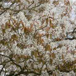 Amelanchier Lamarckii -Plant Verdant Sales pl2000021003 card3 lg