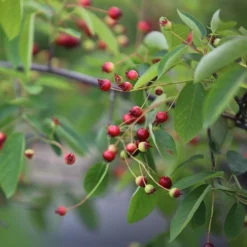 Amelanchier Lamarckii -Plant Verdant Sales pl2000021003 card4 lg