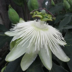 Passiflora 'Snow Queen'
