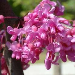 Cercis Canadensis Lavender Twist ('Covey') -Plant Verdant Sales pl2000022345 card3 lg