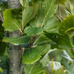 Fagus Sylvatica 'Dawyck Gold' -Plant Verdant Sales pl2000022354 card3 lg