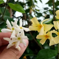 Trachelospermum Jasminoides Star Of Toscana ('Selbra') (PBR) 7 Trachelospermum Jasminoides Star Of Toscana ('Selbra') (PBR) -Plant Verdant Sales pl2000022510 card3 lg