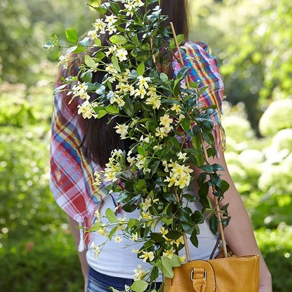 Trachelospermum Jasminoides Star Of Toscana ('Selbra') (PBR) 4 Trachelospermum Jasminoides Star Of Toscana ('Selbra') (PBR) - Image 4
