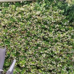 Trachelospermum Jasminoides Star Of Toscana ('Selbra') (PBR) 9 Trachelospermum Jasminoides Star Of Toscana ('Selbra') (PBR) -Plant Verdant Sales pl2000022510 card5 lg