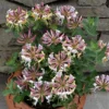 Lonicera Periclymenum 'Strawberries And Cream' ®