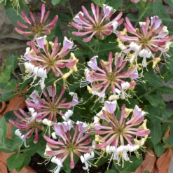 Lonicera Periclymenum 'Strawberries And Cream' ® -Plant Verdant Sales pl2000023628 card3 lg