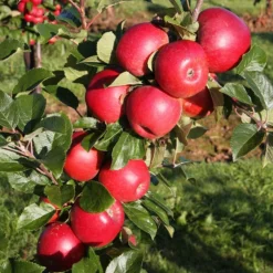 Apple 'Red Windsor'