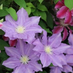 Clematis 'H. F. Young'