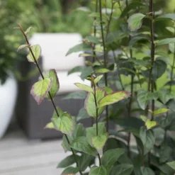 Parrotia Persica Persian Spire ('JLPN01') (PBR) -Plant Verdant Sales pl2000023845 card3 lg