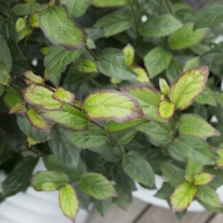 Parrotia Persica Persian Spire ('JLPN01') (PBR) -Plant Verdant Sales pl2000023845 card7 lg