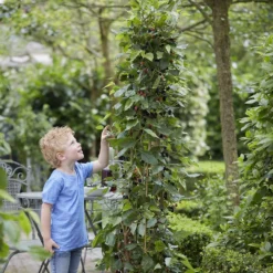 Dwarf Mulberry Mojo Berry ('Matsunaga') (PBR) -Plant Verdant Sales pl2000023873 card3 lg