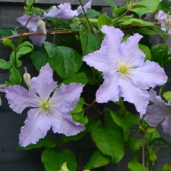 Clematis 'Blue Angel' -Plant Verdant Sales pl2000024818 card3 lg