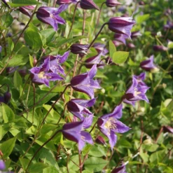Clematis Prince William ('Zo08171') (PBR) -Plant Verdant Sales pl2000024906 card4 lg