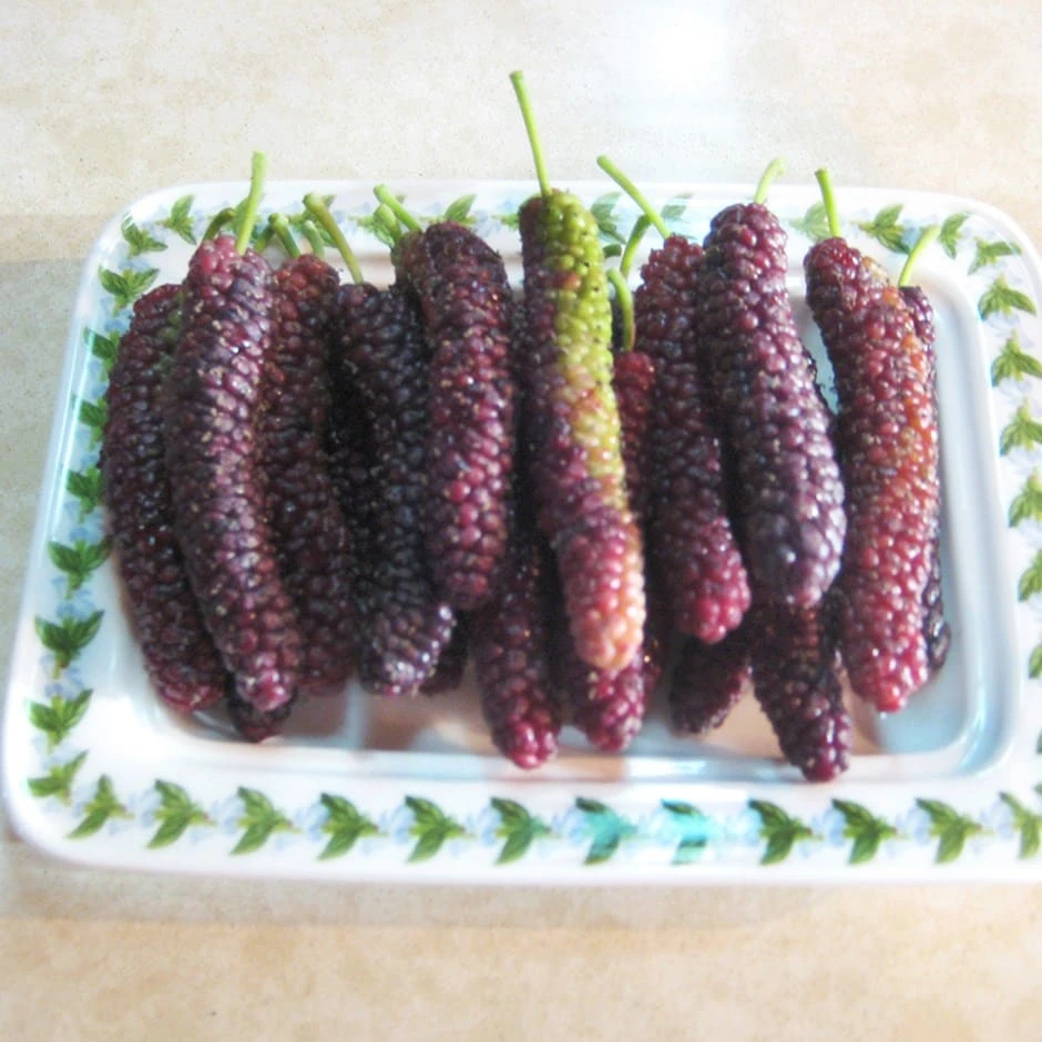 Mulberry 'Giant Fruit' 1 Mulberry 'Giant Fruit'