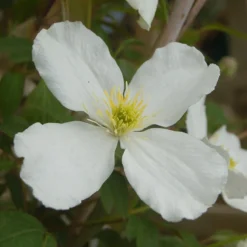 Clematis Spooneri