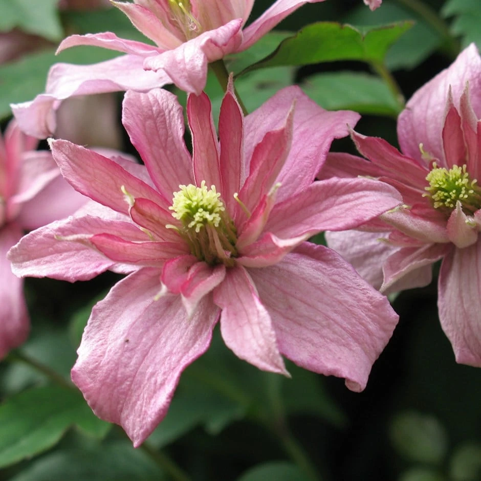 Clematis Montana 'Sunrise' 1 Clematis Montana 'Sunrise'