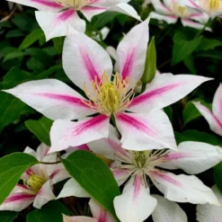 Clematis 'Andromeda'