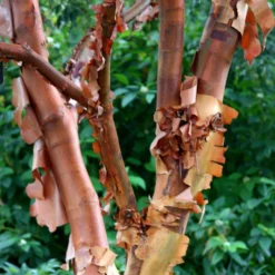 Acer Griseum -Plant Verdant Sales pl2000026319 card4 lg