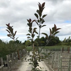 Malus 'Roberts Crab' -Plant Verdant Sales pl2000027194 card3 lg