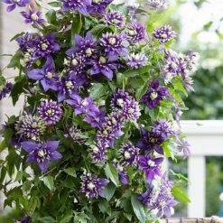 Clematis 'Taiga' (PBR) -Plant Verdant Sales pl2000028061 card3 lg
