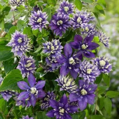 Clematis 'Taiga' (PBR) -Plant Verdant Sales pl2000028061 card4 lg