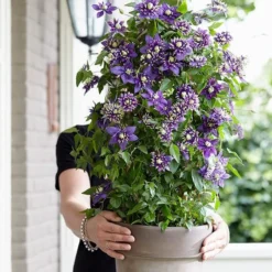 Clematis 'Taiga' (PBR) -Plant Verdant Sales pl2000028061 card7 lg