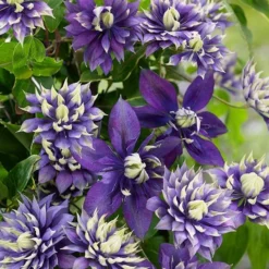Clematis 'Taiga' (PBR) -Plant Verdant Sales pl2000028061 card8 lg