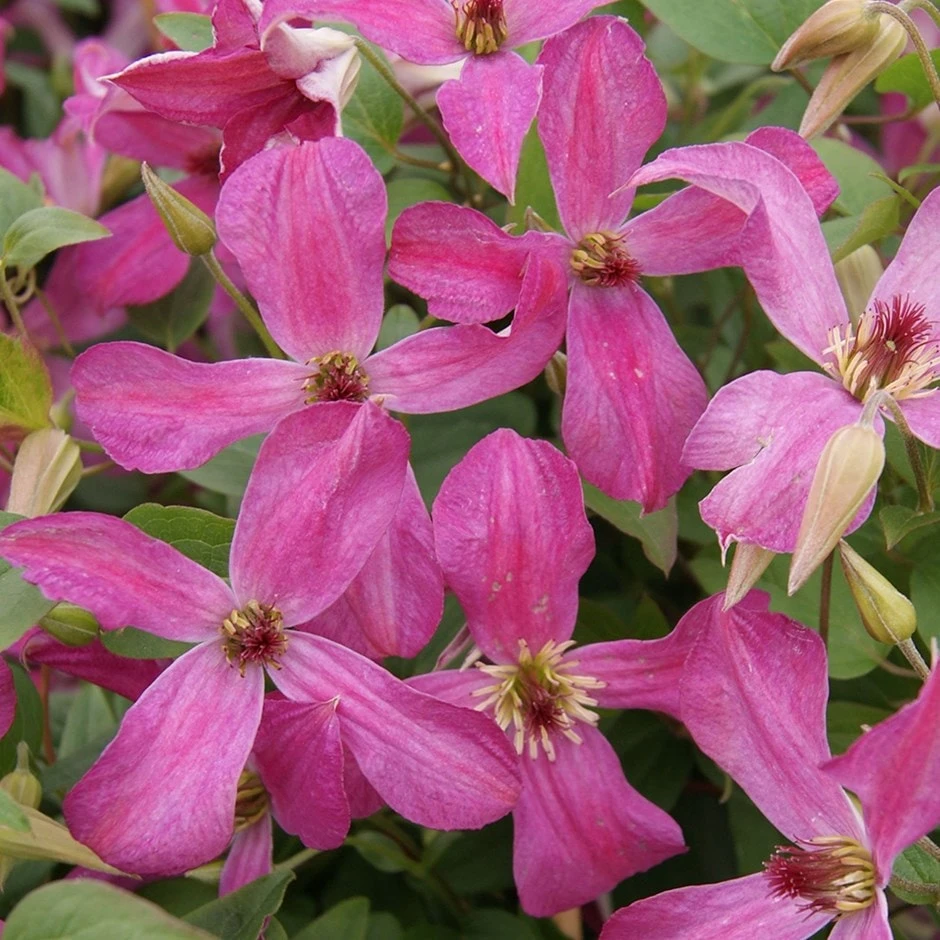 Clematis Wonderful ('Zo09073') (PBR) 1 Clematis Wonderful ('Zo09073') (PBR)
