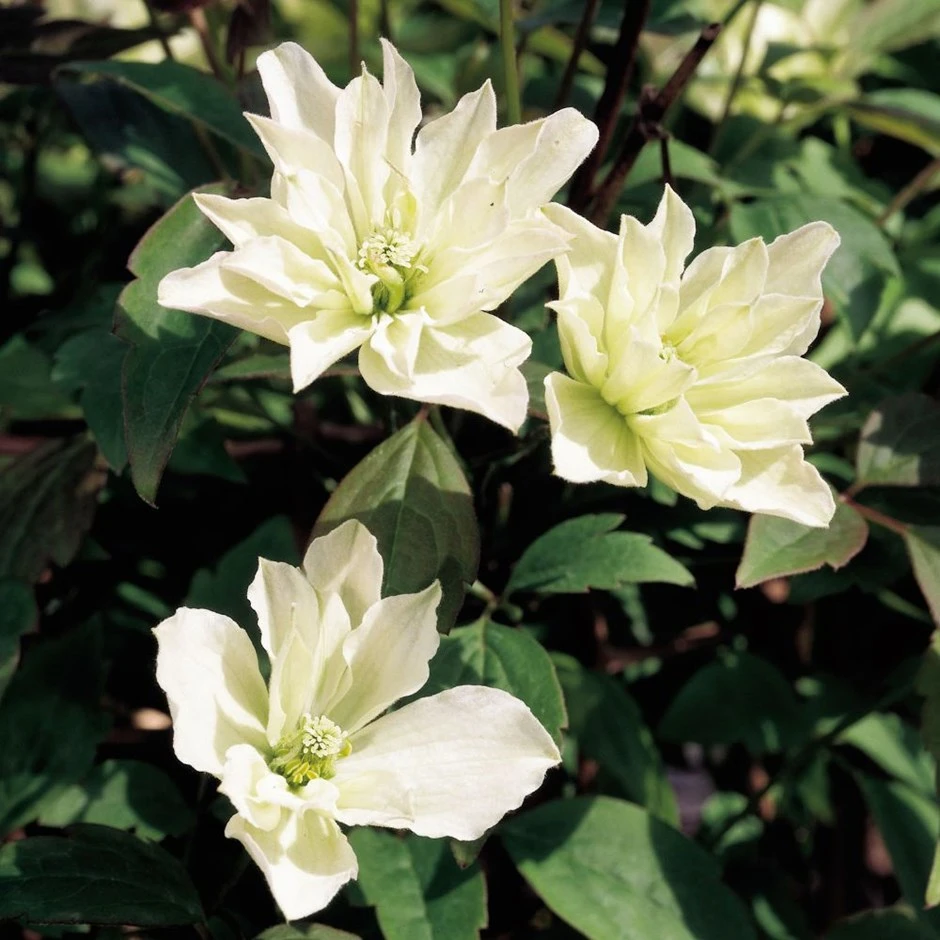 Clematis 'Star' (PBR) 1 Clematis 'Star' (PBR)