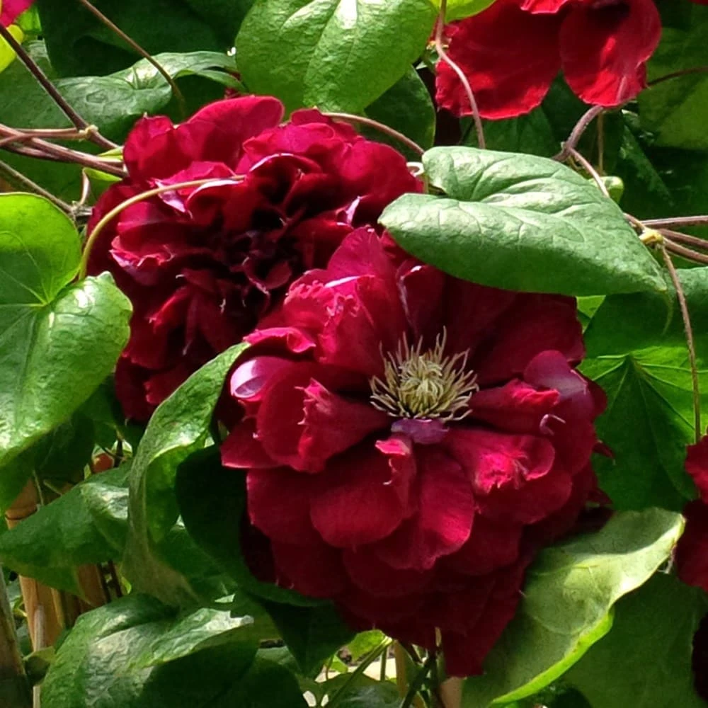 Clematis Charmaine ('Evipo022') (PBR) 2 Clematis Charmaine ('Evipo022') (PBR) - Image 2