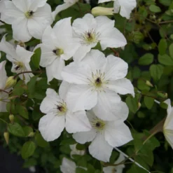 Clematis Forever Friends ('Zofofri') (PBR) -Plant Verdant Sales pl2000033515 card3 lg