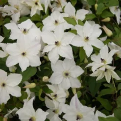 Clematis Forever Friends ('Zofofri') (PBR) -Plant Verdant Sales pl2000033515 card4 lg