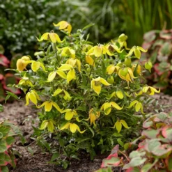 Clematis Little Lemons ('Zo14100') (PBR) -Plant Verdant Sales pl2000033527 card3 lg