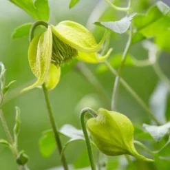 Clematis Little Lemons ('Zo14100') (PBR) -Plant Verdant Sales pl2000033527 card4 lg